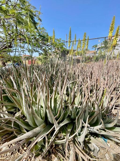 Cidade Velha Casa Aloe Vera - Private House W/ Free Breakfast מראה חיצוני תמונה