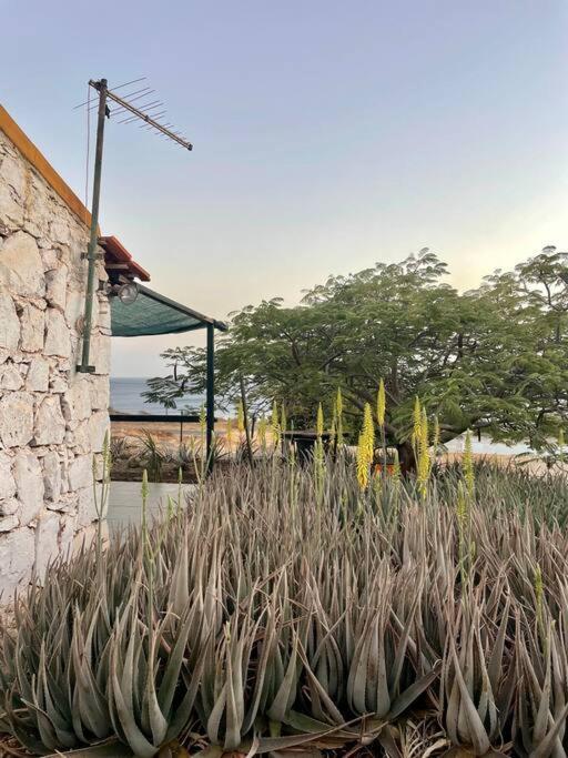 Cidade Velha Casa Aloe Vera - Private House W/ Free Breakfast מראה חיצוני תמונה